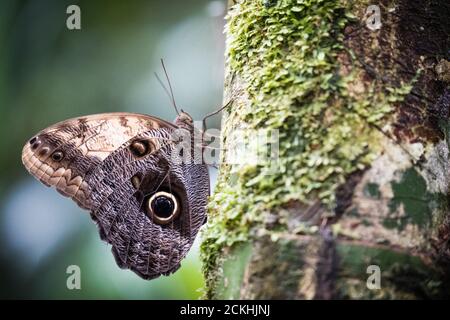 Nahaufnahme der Waldkauz (caligo eurilochus) Schmetterling auf einem Baumstamm Stockfoto