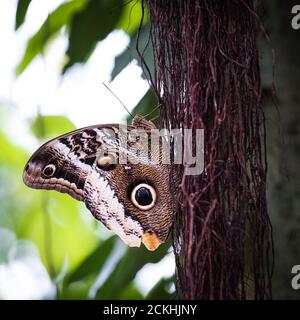 Nahaufnahme der Waldkauz (caligo eurilochus) Schmetterling thront auf einer luftigen Wurzeln Stockfoto