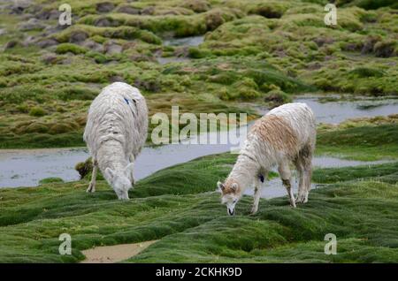 Alpakas Vicugna pacos grasen auf einer Wiese. Cotacotani Seen. Lauca Nationalpark. Arica y Parinacota Region. Chile. Stockfoto