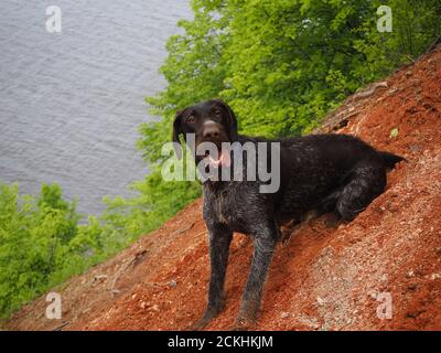 Jagdhund der deutschen Rasse mit Bart. Farbe braun glatt-behaart, starr-behaart. Stockfoto