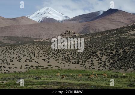 Vicunas Vicugna vicugna auf einer Wiese grasen. Lauca Nationalpark. Arica y Parinacota Region. Chile. Stockfoto