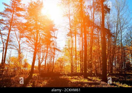 Herbstlandschaft. Wald Herbst sonnige Landschaft - Herbstwald unter Sonnenlicht, das durch die Baumkronen scheint Stockfoto