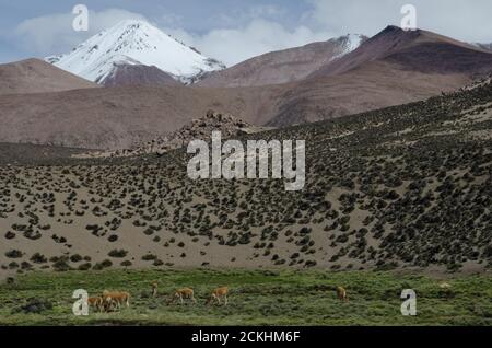 Vicunas Vicugna vicugna auf einer Wiese grasen. Lauca Nationalpark. Arica y Parinacota Region. Chile. Stockfoto