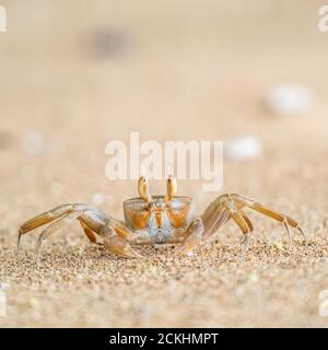 Nahaufnahme einer Geisterkrabbe an einem Sandstrand Stockfoto