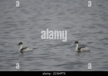 Silberschmierige Fettpfeifen Podiceps occipitalis juninensis. Parinacota. Lauca Nationalpark. Arica y Parinacota Region. Chile. Stockfoto