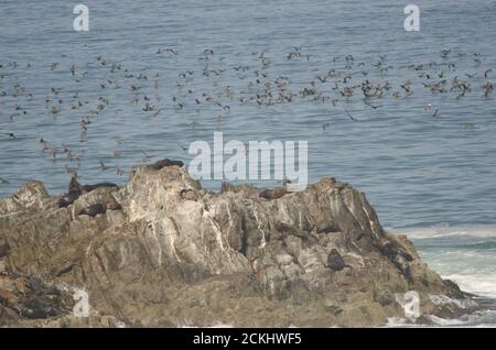 Südamerikanische Seelöwen Otaria flavescens und guanay Kormorane Leucocarbo bougainvillii. Las Cuevas. Arica. Arica y Parinacota Region. Chile. Stockfoto