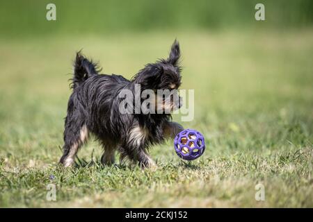 Kleine meist schwarze gekreuzten Rettungshund spielt mit seinem Spielzeug Auf einem Rasen Stockfoto