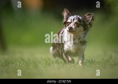 Kleine gefleckte Chihuahua Rettungshund geht auf einem Rasen Stockfoto