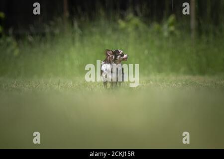 Kleiner gefleckter Chihuahua Rettungshund steht auf einem Rasen Stockfoto