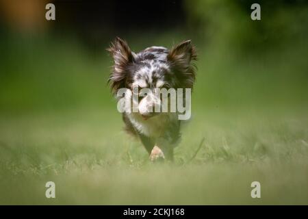 Kleine gefleckte Chihuahua Rettungshund geht auf einem Rasen Stockfoto