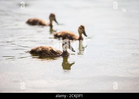 Eine Gruppe Flussenten schwimmt auf dem See. Stockfoto