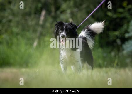 Kleiner schwarz-weißer gekreuzten Rettungshund an der Leine Steht auf einem Rasen Stockfoto