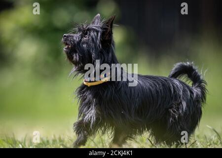 Kleine schwarze gekreuzten Rettungshund spielt auf einem Rasen Stockfoto