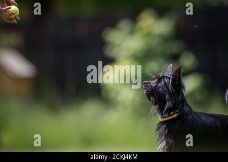 Kleiner schwarzer gekreuzter Rettungshund spielt mit einem Tennisball Auf einem Rasen Stockfoto