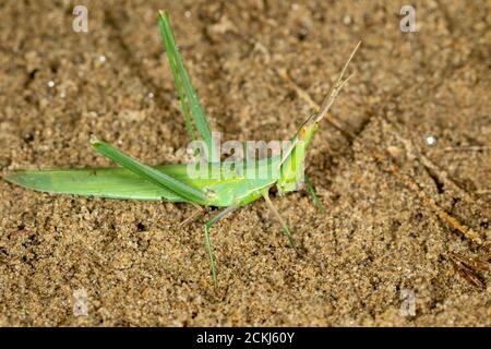 Makroportrait der kegelförmigen Heuschrecke Acrida ungarica auf Sand, Spezialreservat 'Djurdjevac Sands' in Kroatien Stockfoto