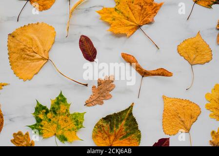 Bunte trockene Herbstblätter auf Marmor Hintergrund. Flach liegend, Draufsicht Stockfoto