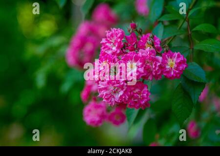 Schöner Zweig mit leuchtend rosa Blüten auf einem blühenden Kletterrosenbusch, der im Garten wächst. Stockfoto