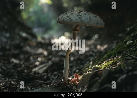 Macrolepiota procera. Lepiota Procera (Sonnenschirm) Pilz im Wald Blätter wachsen. Schönheit mit langen schlankes Bein mit verschiebbaren Ring und großen Schuppigen Hut. Stockfoto