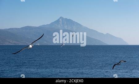 Weiße Möwe fliegt im blauen, sonnigen Himmel über Die Küste des Meeres Stockfoto