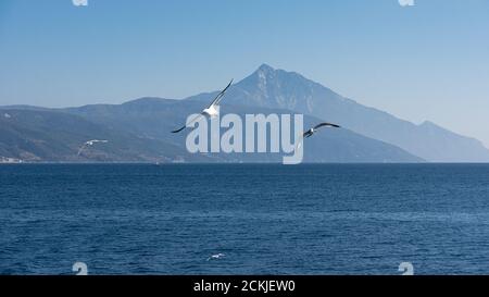 Weiße Möwe fliegt im blauen, sonnigen Himmel über Die Küste des Meeres Stockfoto