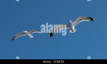 Weiße Möwe fliegt im blauen, sonnigen Himmel über Die Küste des Meeres Stockfoto