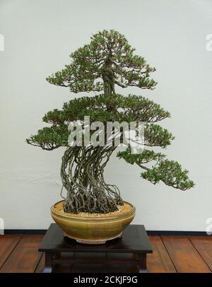 Ein Azalea Bonsai Baum mit grünen Blättern in einer Keramik Topf Stockfoto