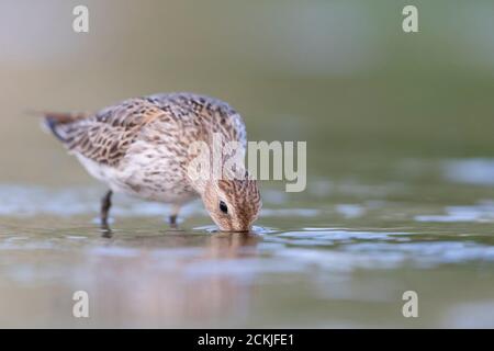 Watvögel oder Seevögel, dunlin am Strand Stockfoto