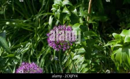 Lila Allium Blumen und üppiges Laub im Garten auf sonnigen Tag Stockfoto