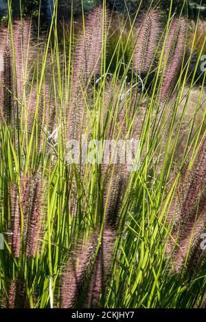 Spätsommergarten Pennisetum Alopecuroides Red Head Gras September Pflanzen Stockfoto