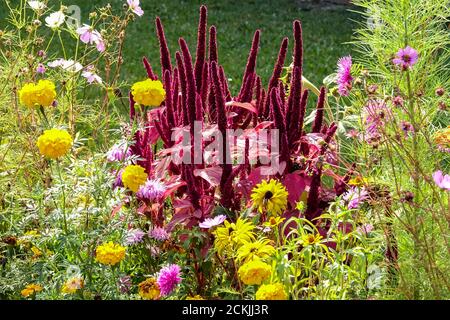 Rote Amaranthus im Spätsommer Blumenbeet Garten gemischt winterhart einjährige Amaranth Marigolds Cosmos Gelbe rote Mischung einjährige Pflanzen bunte Blumenbeet Stockfoto