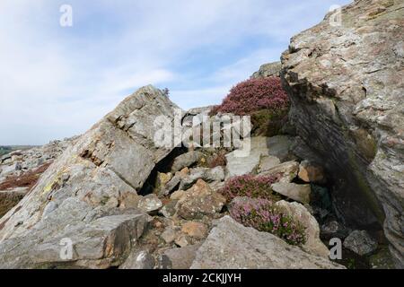 Im Sommer im North York Moors National Park in der Nähe von Goathland, Yorkshire, Großbritannien, findet man eine schroffe Moorlandschaft mit großen Felsbrocken und blühenden Wildheiden. Stockfoto