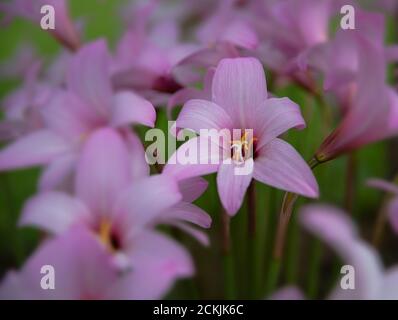 Blühende rosa Regenlilien mit einem weichen Fokus-Effekt Stockfoto