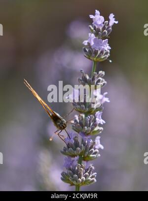 Hummingbird Hawk-Motte (Macroglossum stellatarum) füttert Lavendelblüten. Soriano nel Cimino, Latium, Italien. Stockfoto