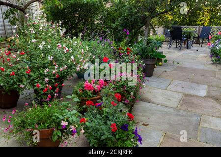 Blühende Pflanzen in Containern auf einer Terrasse in Yorkshire, England. Stockfoto