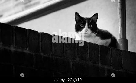 Katzenporträts (Felis catus) Stockfoto