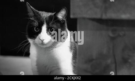 Katzenporträts (Felis catus) Stockfoto