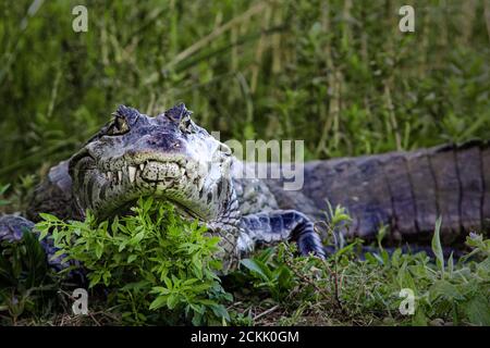 Big Yacare am Ufer des Iberasees in Esteros del Ibera, Corrientes, Argentinien Stockfoto