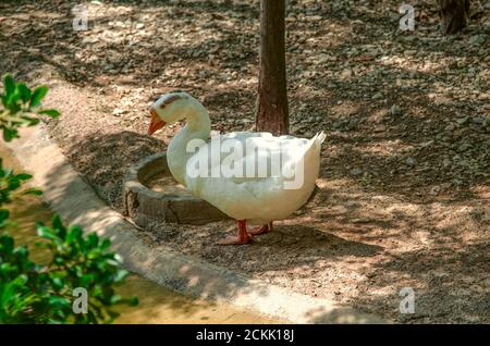 Eine einfarbige weiße mit einem braunen Fleck Gans steht in Der Schatten der Bäume am Ufer eines Teiches Stockfoto