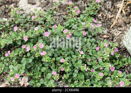 Schöne Blumen mit rosa Blütenblättern wachsen im Gras zwischen den Steinen. Stockfoto