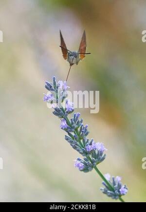 Hummingbird Hawk-Motte *(Macroglossum stellatarum) Fütterung auf Lavendelblüten. Soriano nel Cimino, Latium, Italien. Stockfoto