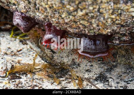 Perlenanemonen (Actinia equina) auf einem Felsen Stockfoto