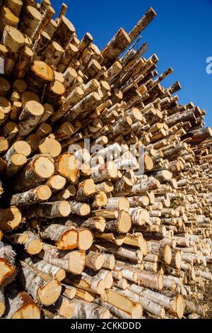 Nahaufnahme von europäischen Birkenstämmen im Holzstapel, Finnland Stockfoto