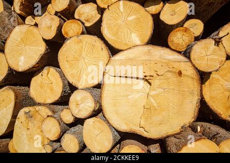 Nahaufnahme von gesägten Enden von gestapelten europäischen Fichtenstämmen in einem Holzstapel, Finnland Stockfoto