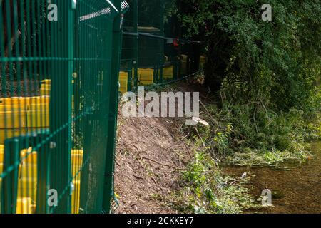 Denham, Buckinghamshire, Großbritannien. September 2020. Der Stumpf eines anderen Baumes, der von HS2 außerhalb des Zauns ihrer Verbindung abgeschlagen wurde. Baumschützer und Umweltaktivisten setzen ihren Kampf gegen die Zerstörung fort, die durch die Hochgeschwindigkeitsstrecke HS2 von London nach Birmingham verursacht wird. Sie zelten in Wäldern und schützen Bäume, die von HS2 am Fluss Colne im Colne Valley Regional Park in Denham zerstört werden. Quelle: Maureen McLean/Alamy Stockfoto