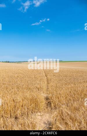 Reifes Maisfeld bereit zur Ernte mit einem Wanderweg durch sie läuft. Stockfoto