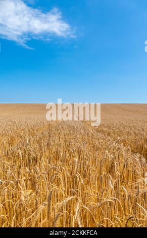 Feld von goldenen Mais bereit für die Ernte. Stockfoto