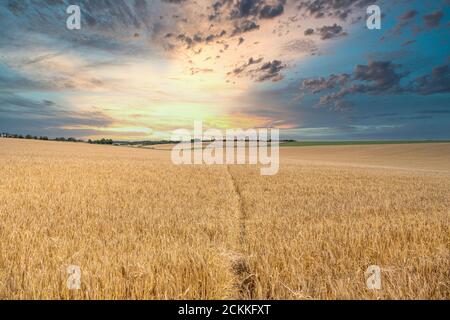 Sonnenuntergang über einem Weizenfeld mit einem Fußweg durch die Mitte. Stockfoto