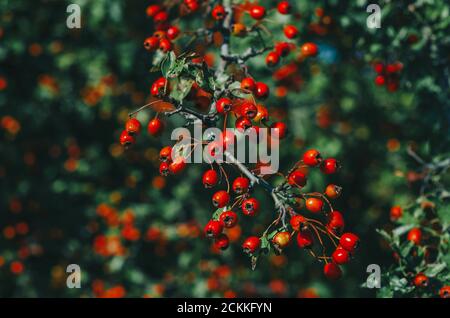 Rote reife Beeren von Weißdornzweigen mit dunkelgrünen Blättern. Herbsternte der Heilpflanzen. Kleine Blende, unscharfer Hintergrund Stockfoto