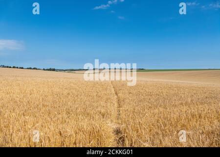 Reifung Wheatfield mit einem Fußweg durch die Mitte. Stockfoto