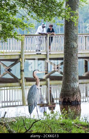 Virginia Newport News Park Erholung Natur Natur Landschaft, Mann Frau weiblich schwarz afrikanisches Paar erhöhte Promenade Wasser Beaverdam Creek, große blaue h Stockfoto